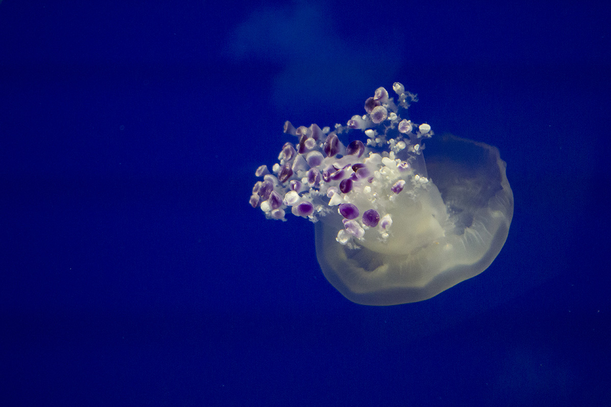 a jellyfish in an aquarium