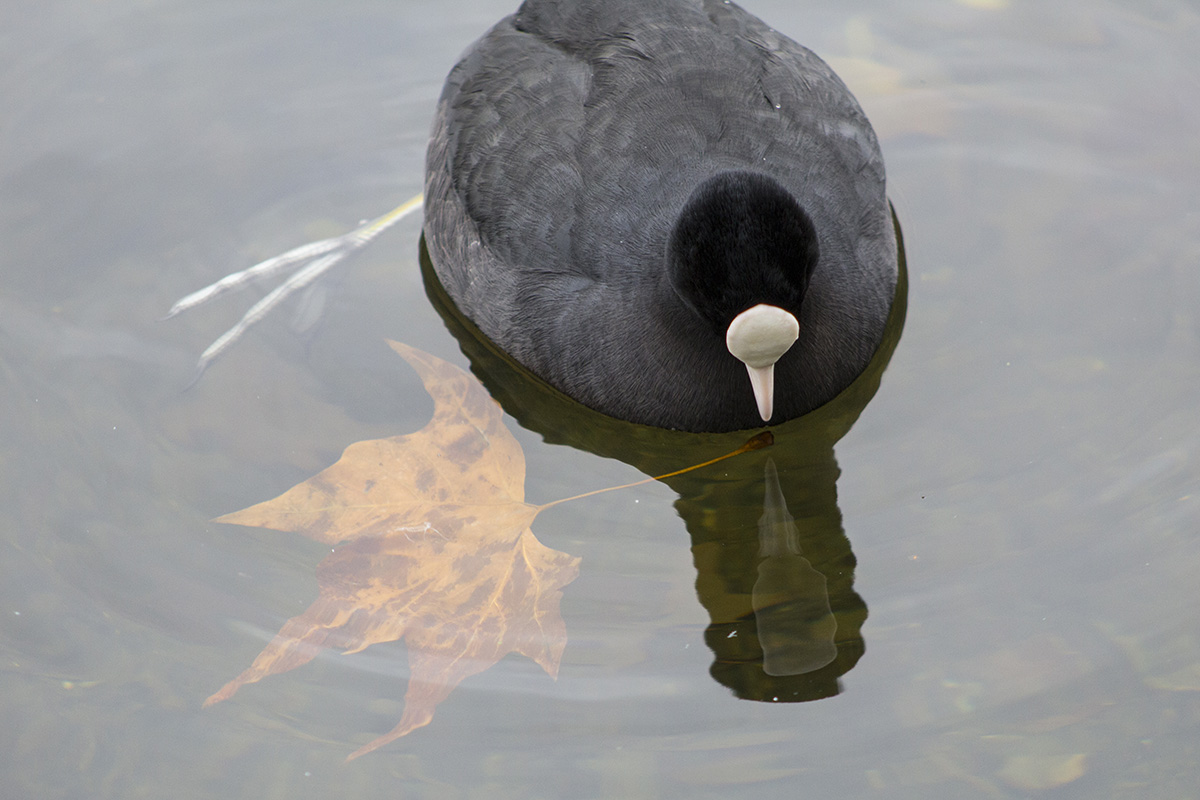 a bird swimming in water