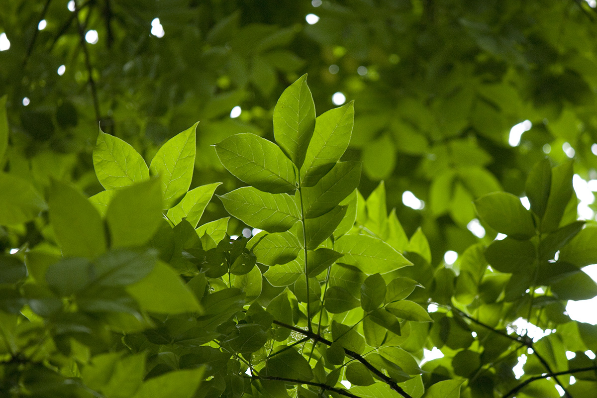 looking up at tree leaves